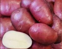 Семенной картофель Аляска (среднеспелый) Элита