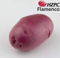 Насіннєва картопля Фламенко (середньостиглий) 1 репродукція
