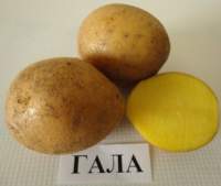 Насіннєва картопля Гала (середньорання) 1 репродукція