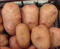 Насіннєва картопля Мирослава (середньостигла) еліта