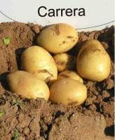Семенной картофель Каррера (ранний) элита