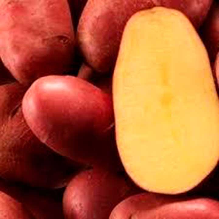 Скільки насіннєвої картоплі потрібно на сотку