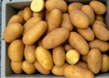 Яку посадкову картоплю купити в Україні