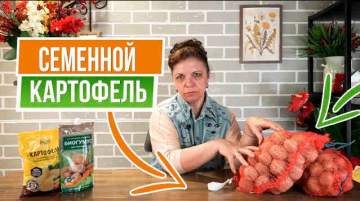 Какой купить семенной картофель в 2024 году в Украине