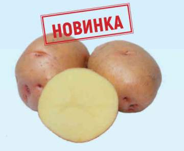Семенной картофель - цена в Украине