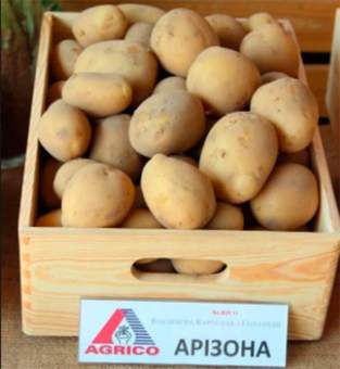Насіннєва картопля Арізона (рання) 1 репродукція