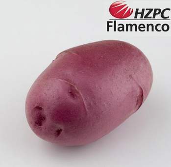 Семенной картофель Фламенко (среднеспелый) 1 репродукция