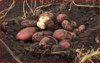 Насіннєва картопля Фотинія (середньостигла) еліта