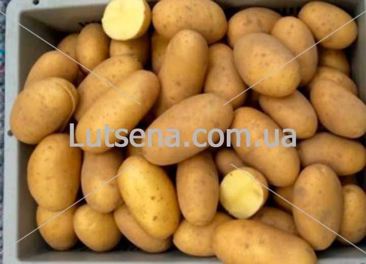 ≡ Семенной картофель Гранада (среднеспелый) 1 репродукция - Купить вУкраине ᐉ Цены, Отзывы – LUTSENA