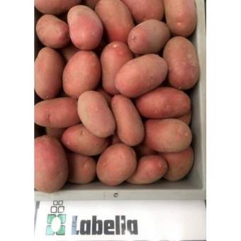 Насіннєва картопля Лабелла (середньорання) 1 репродукція