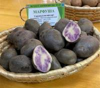 Семенной картофель Марфуша (среднепоздний) экзотика 1 репродукция