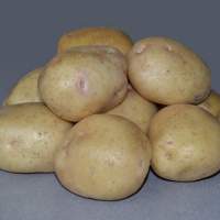 Насіннєва картопля Невська (середньорання) еліта