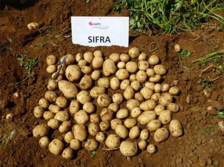 Насіннєва картопля Сифра (середньостиглий) 1 репродукція