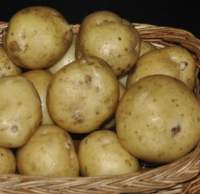 Насіннєва картопля Скарбниця (середньорання) еліта