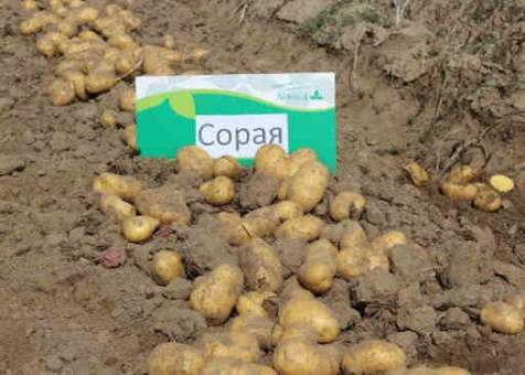 Насіннєва картопля Сорая (середньорання) 1 репродукція