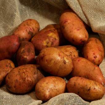 Насіннєва картопля Тирас (ультрарання) 1 репродукція