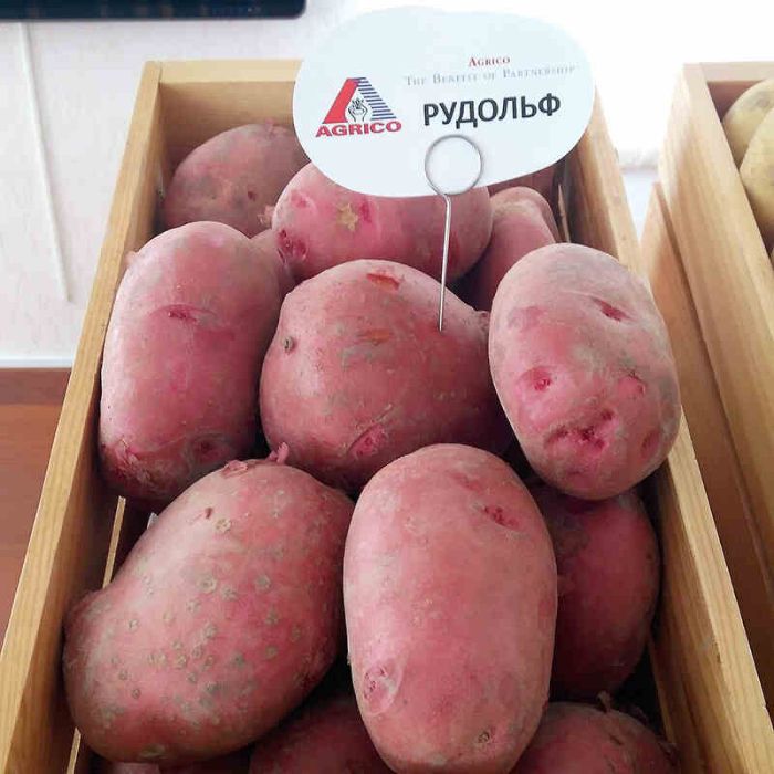 Семенной картофель Рудольф (среднеспелый) 1 репродукция