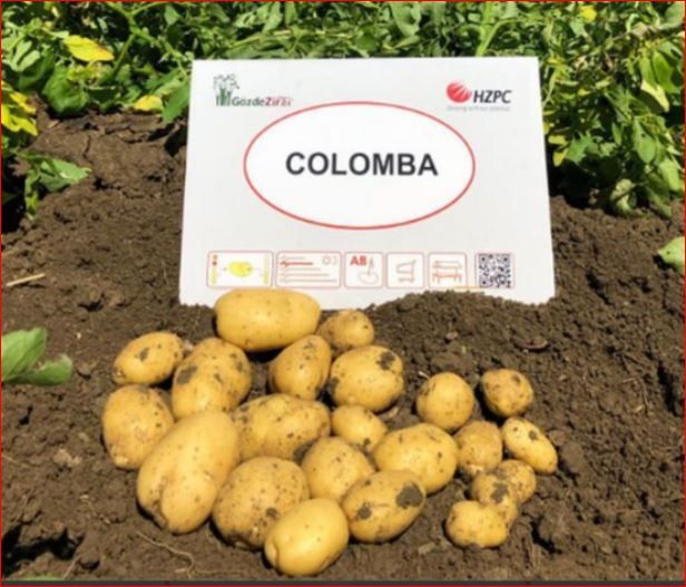 Насіннєва картопля Коломба (рання) 1 репродукція