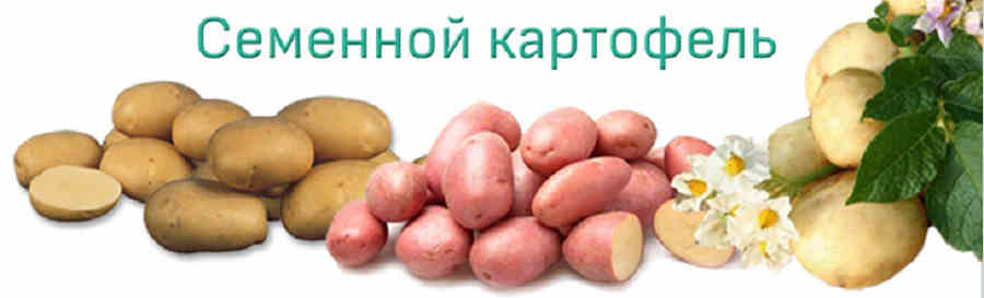 Семенной картофель купить в интернет магазине