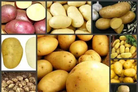 Какой купить семенной картофель в Украине